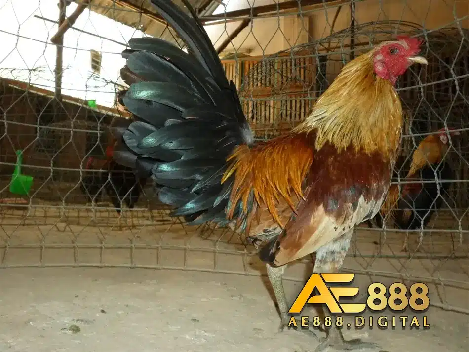 Sử dụng máy móc ép cám