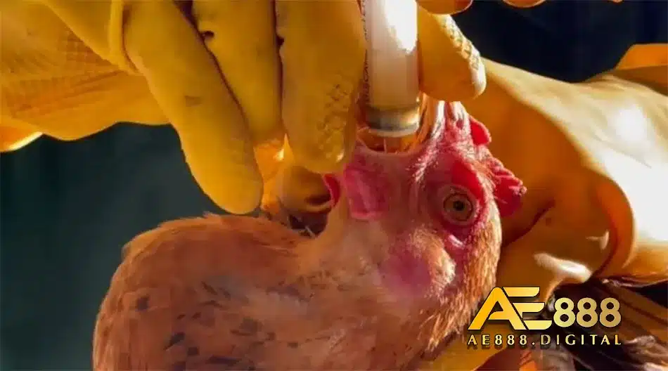 Điều trị gà bị phồng hơi bằng thuốc