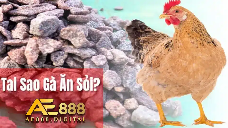 Các lợi ích khi gà ăn sỏi