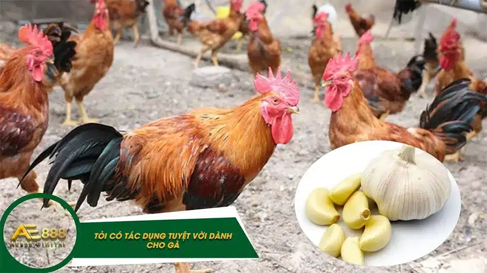 Cho gà ăn tỏi và tác dụng tuyệt vời của nó