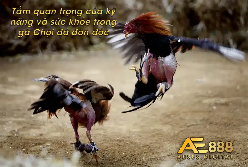 Tìm hiểu tầm quan trọng của các kỹ năng chăm gà Chọi