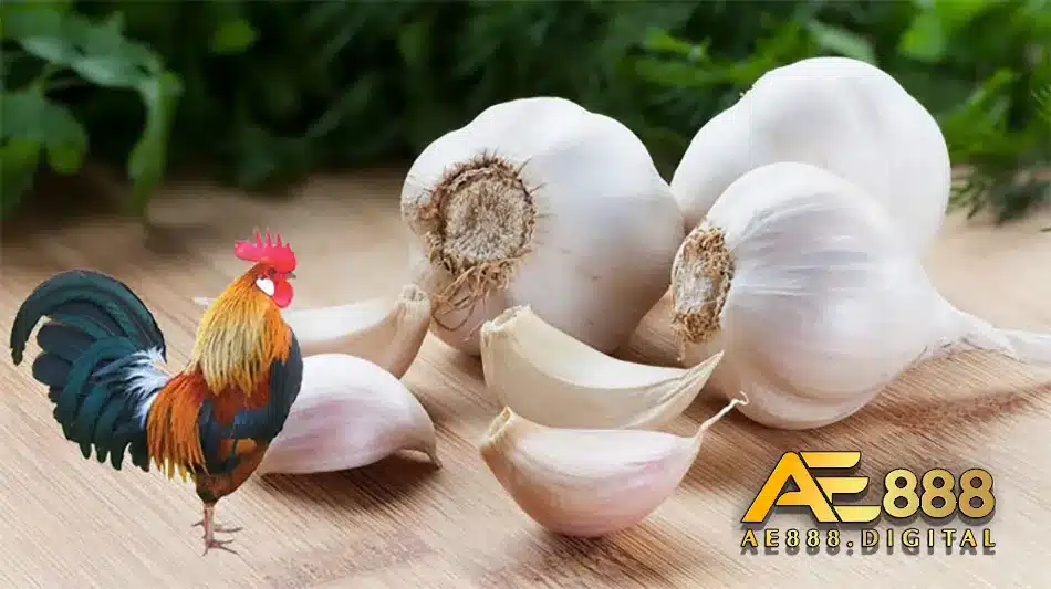 Sử dụng tỏi để tăng miễn dịch cho gà