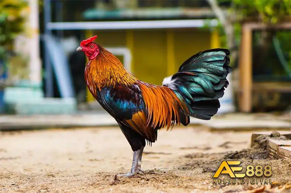 Gà bị mắc bệnh táo bón