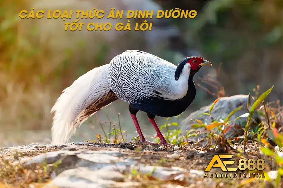 Các loại thức ăn dành cho gà Lôi
