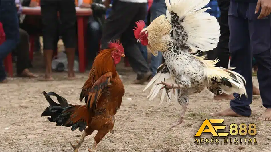 Các thông tin cần biết về đá gà cựa dao
