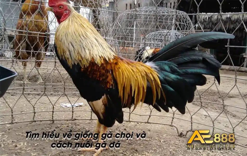 Các giống gà Chọi và cách nuôi gà đá