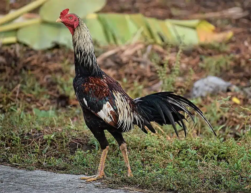 Các thông tin về gà Đòn Thái Lan