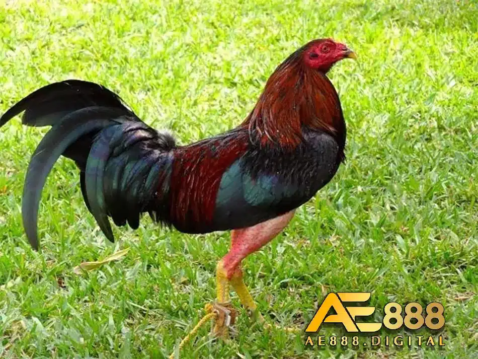 Tập tinh chiến đấu của gà chọi CUBAN