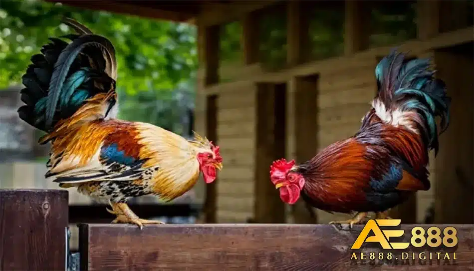 Các giống gà chọi nổi tiếng trên Việt Nam