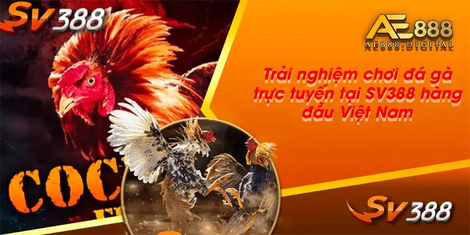 Thử nghiệm cảm giác đá gà SV388