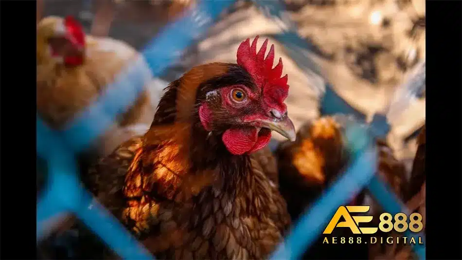 Tìm hiểu cách thức điều trị nấm phổi ở gà