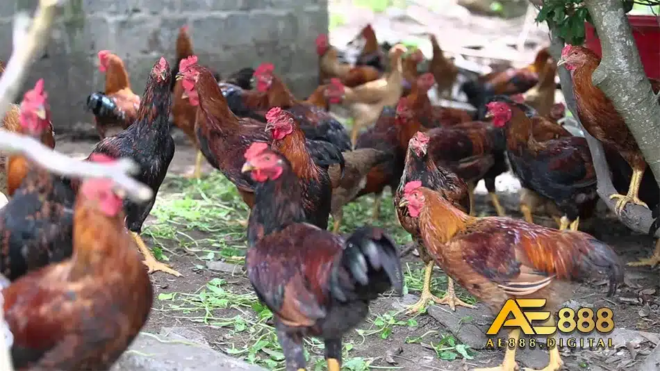 Khi gà mắc bệnh gumboro có triệu chứng gì?