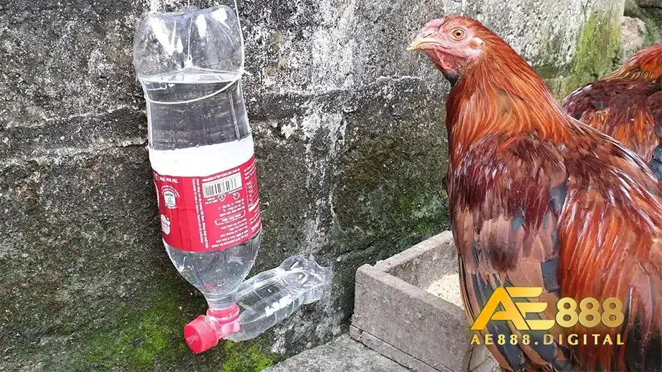 Các triệu chứng thường gặp khi gà uống nước nhiều