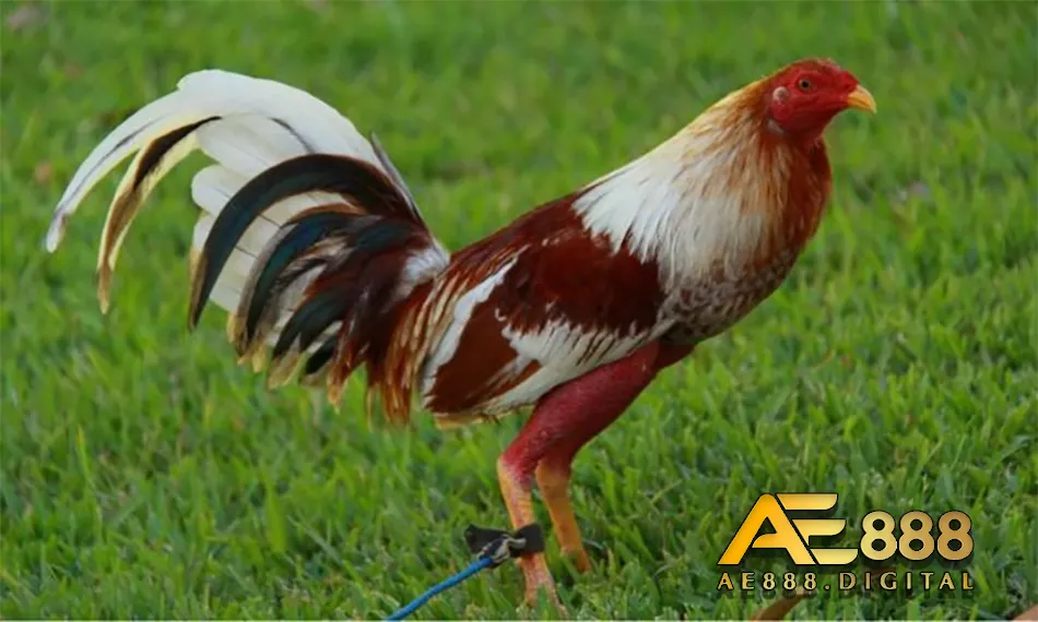 Các ưu nhược điểm có tại giống gà chọi Cuban
