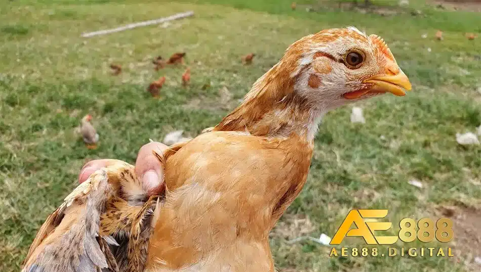 Tìm hieru về các tác dụng của thuốc lasota mang lại