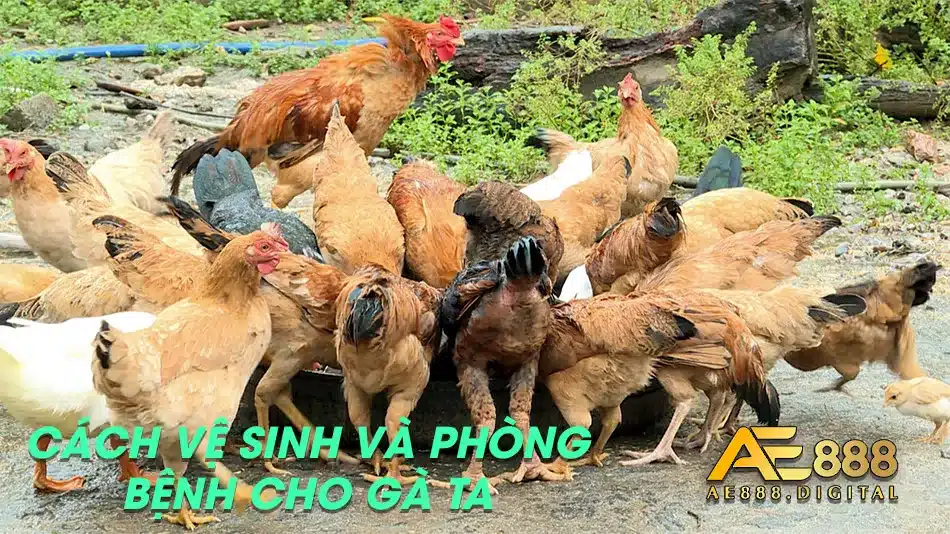 Vệ sinh sạch sẽ nhằm phòng bệnh