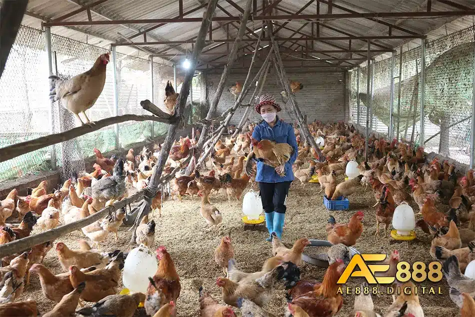 Dọn dẹp các chất thải của gà