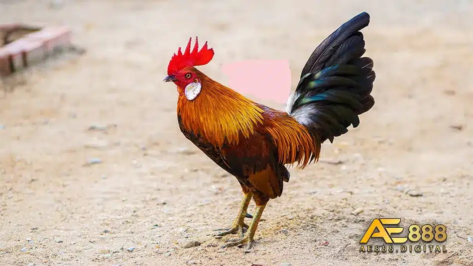 Cách tập luyện và giữ dáng cho gà