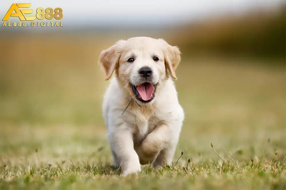 Theo kinh nghiệm và số liệu thống kê từ giải mộng, những con số may mắn khi mơ thấy chó