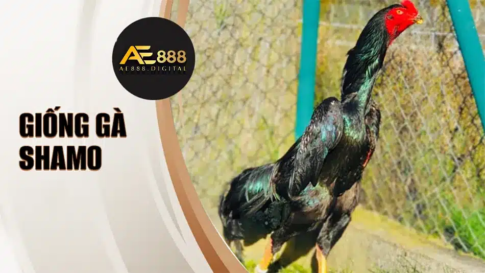 Các biến thể thường thấy trong giống gà SHAMO