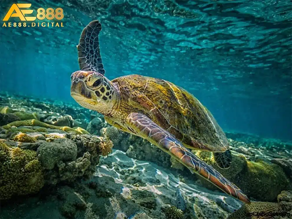Theo quan niệm dân gian, chiêm bao thấy rùa thường mang đến những điềm báo tích cực cho cuộc sống hiện tại của người nằm mộng.