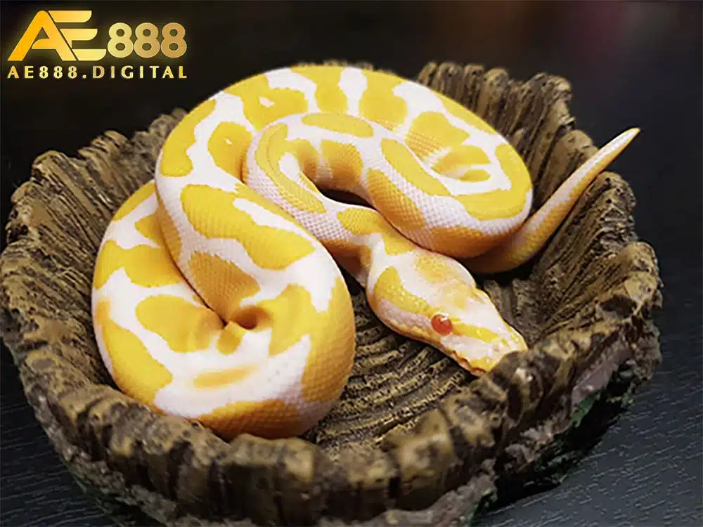 Theo tục lệ dân gian, nằm mơ thấy trăn sẽ liên quan đến những con số may mắn nào đó. Mơ thấy trăn đánh ngay cặp số đó được cho là sẽ giúp bạn trúng số đề.
