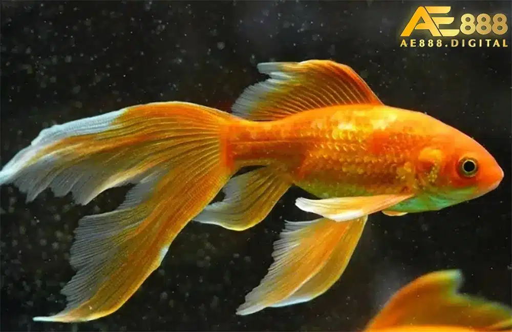Dưới đây là tổng hợp các giấc chiêm bao về cá và những lưu ý khi lựa chọn các con số may mắn