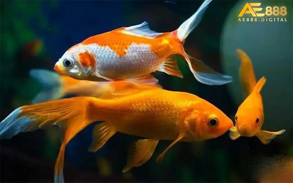 Giấc mơ thấy cá cũng mang nhiều ý nghĩa đặc biệt, sâu sắc và được các chuyên gia giải mộng giải nghĩa khác nhau.