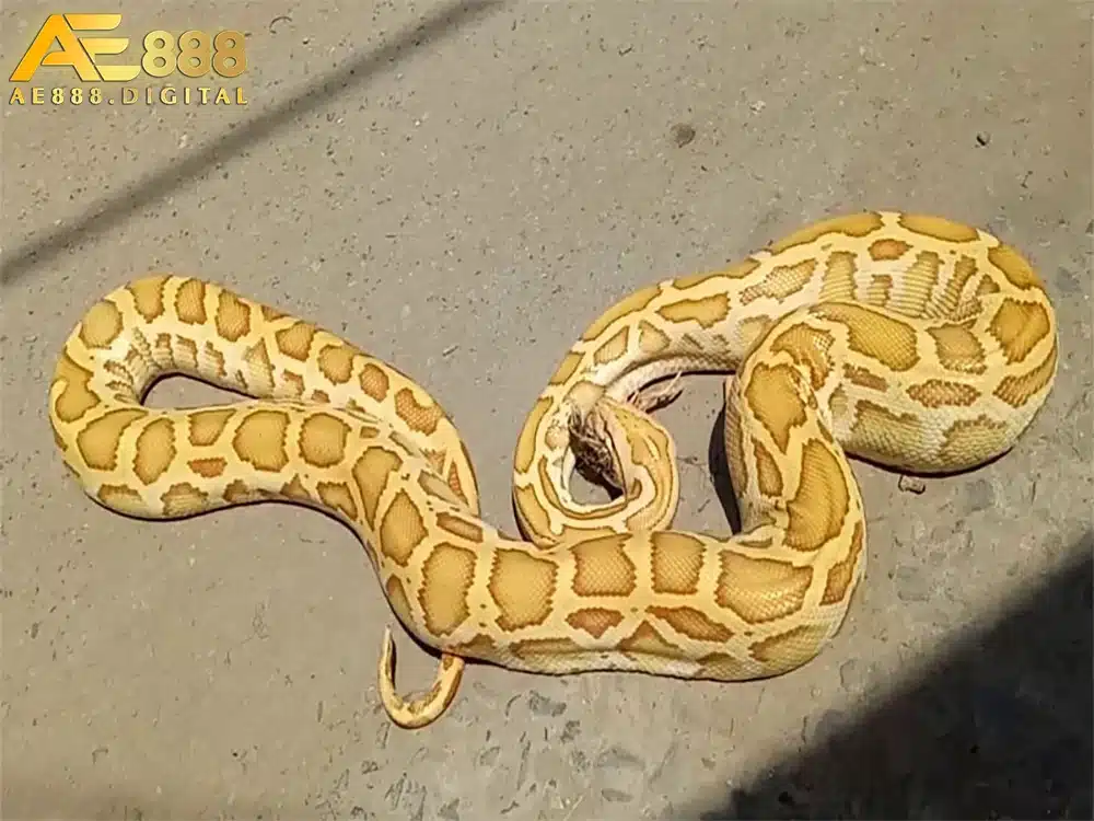 Giấc mơ thấy trăn có thể mang cả ý nghĩa tốt lẫn xấu, tùy thuộc vào hoàn cảnh và chi tiết cụ thể trong giấc mơ