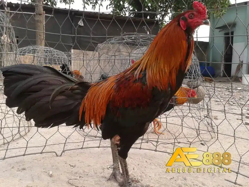 Chọn ngày âm lịch phù hợp vói màu mạng gà đá