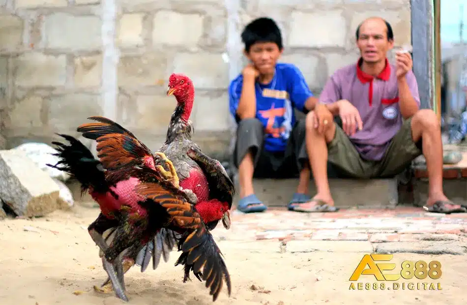 Làm sao để bảo về cho sức khỏe cho những chú gà chọi đá