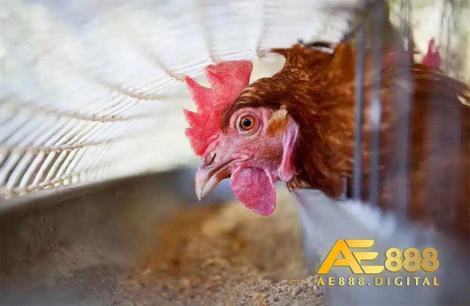 Cung cấp các loại thức ăn phù hợp với gà chọi