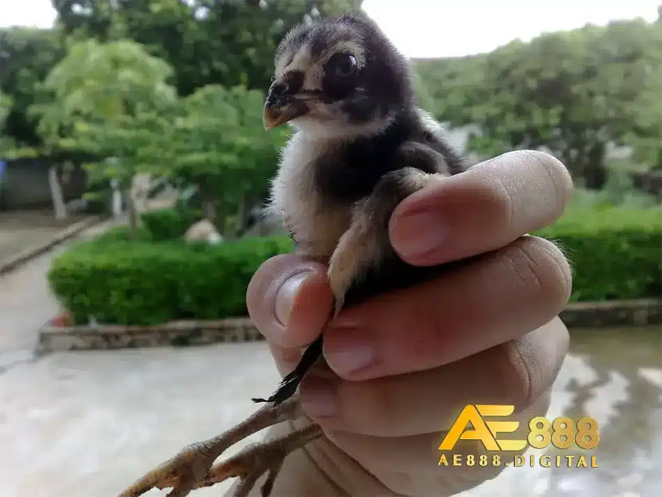 Cách chọn thức ăn phù hợp và chăm sóc gà chọi con