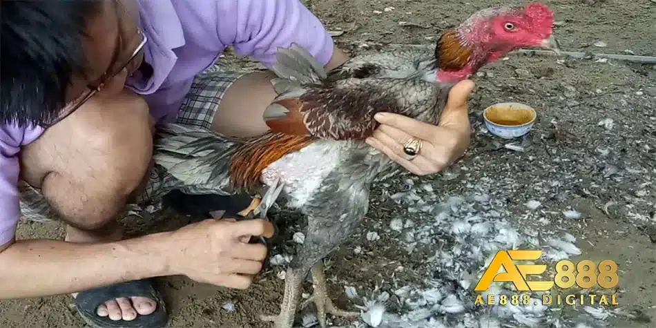 Tại sao cần tỉa lông và cắt tai tích cho gà
