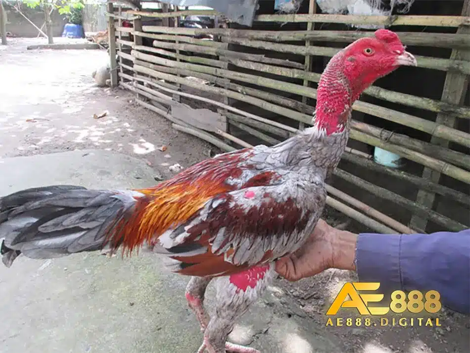 Chăm sóc gà chọi đá hiệu quả