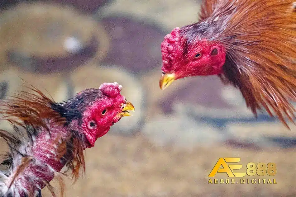 kỹ năng kiểm tra chất lượng và hiểu về hiệp cắt