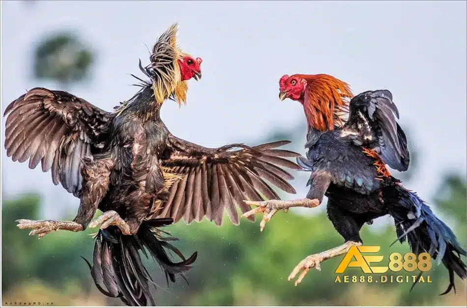 Khám phá ý nghĩa của các màu đối với các màu mạng gà đá