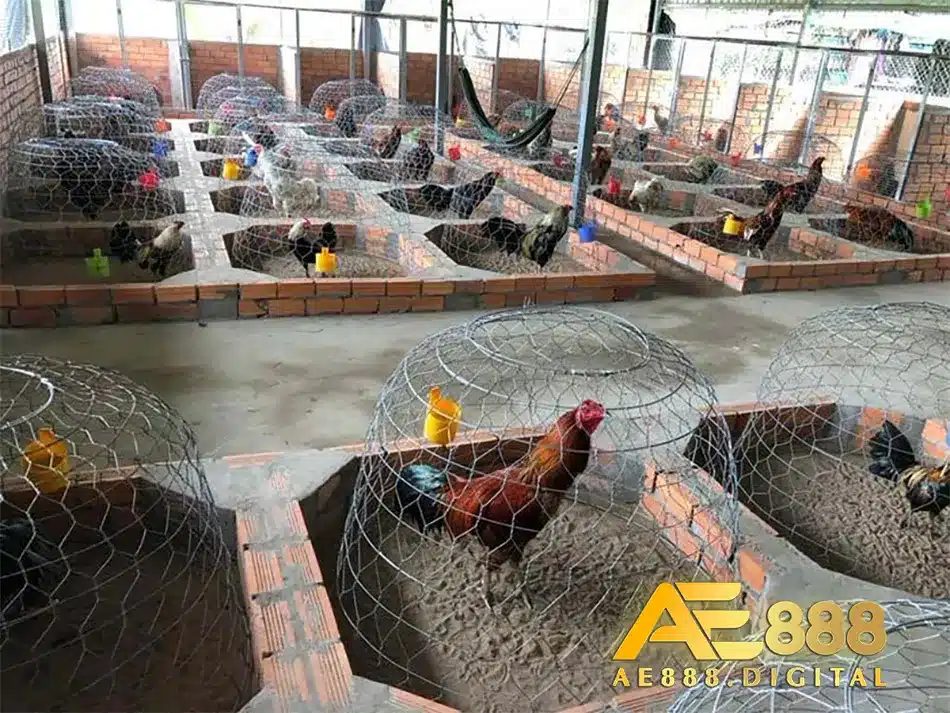 kỹ thuật dựng chuồng gà đúng cách